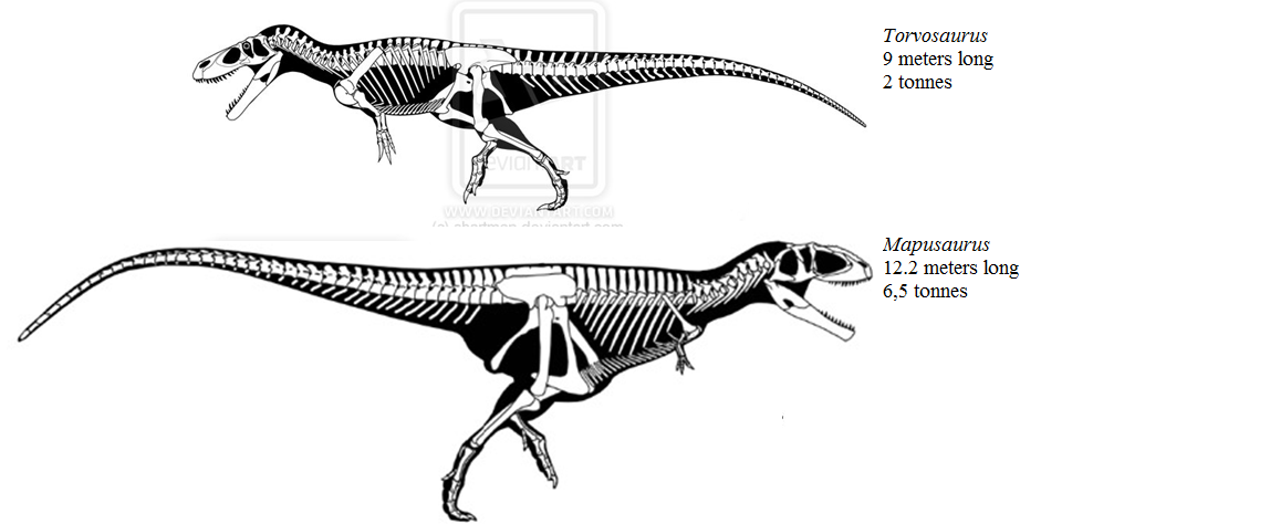 Allosaurus Vs Torvosaurus - 1148x474 - png Allosaurus Vs Torvosaurus